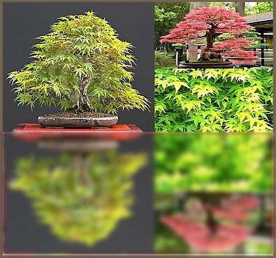 JAPANESE GREEN MAPLE SEEDS FOR BONSAI ~ Acer palmatum ~