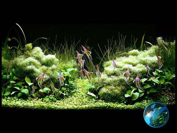 anubias nana live aquarium plant fish tank location malaysia returns