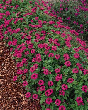 verbena canadensis toronto rose seeds perennial approx 25 seeds per 