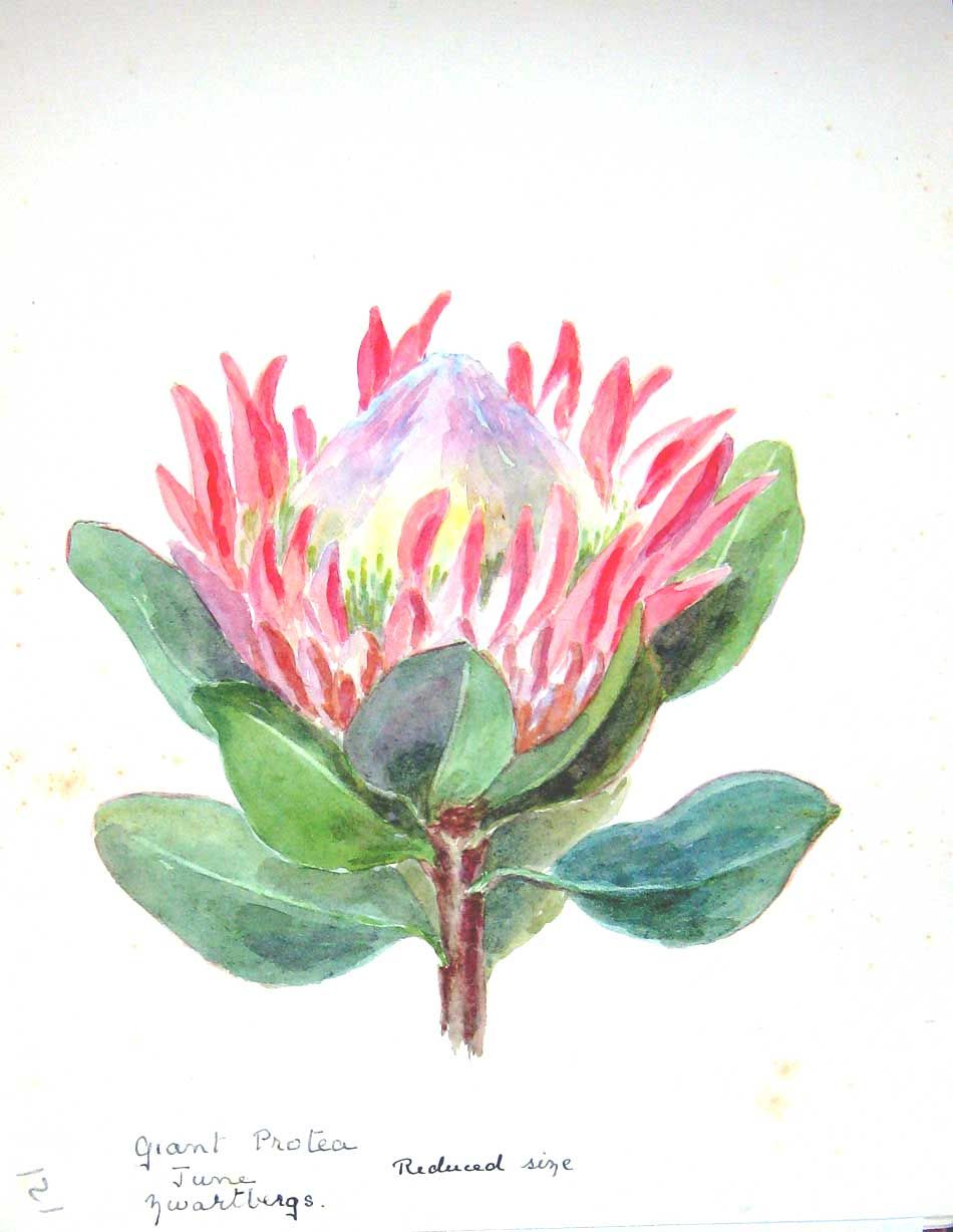 Townsend Wild Flowers 1933 Giant Protea Plant Pink