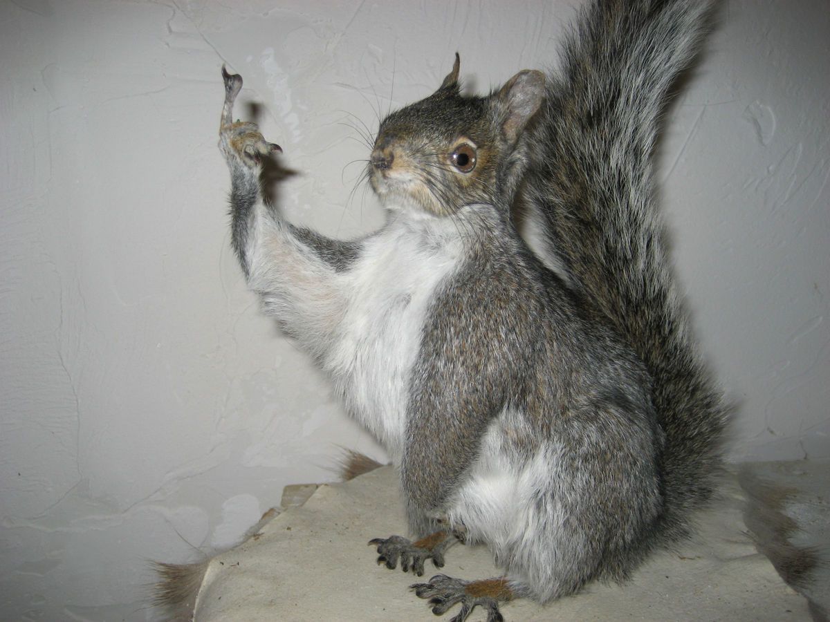 The Flippen Gray Squirrel Mount Taxidermy decor