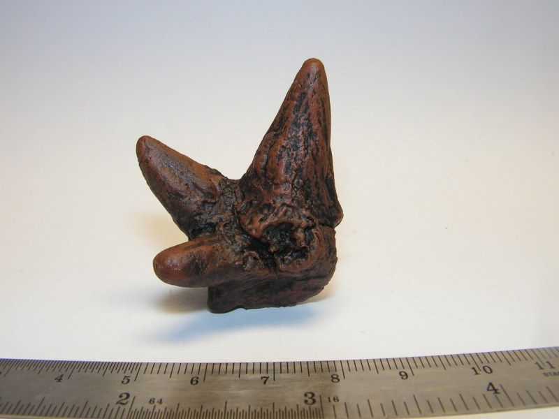 Dinosaur Fossil Baby Dracorex Horn Cluster Rep CKPR64