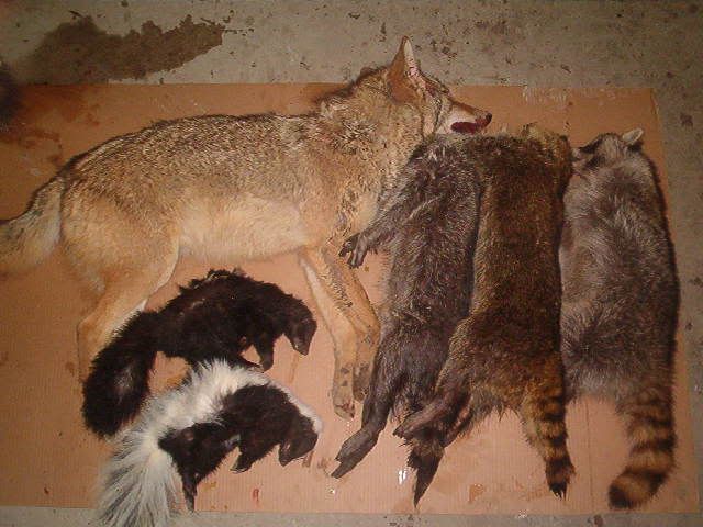 19 Live Hunting Calls Coyote Fox Raccoon SkunkCalls
